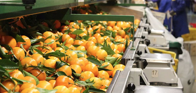 Establishment of the citrus leaf packaging warehouse
